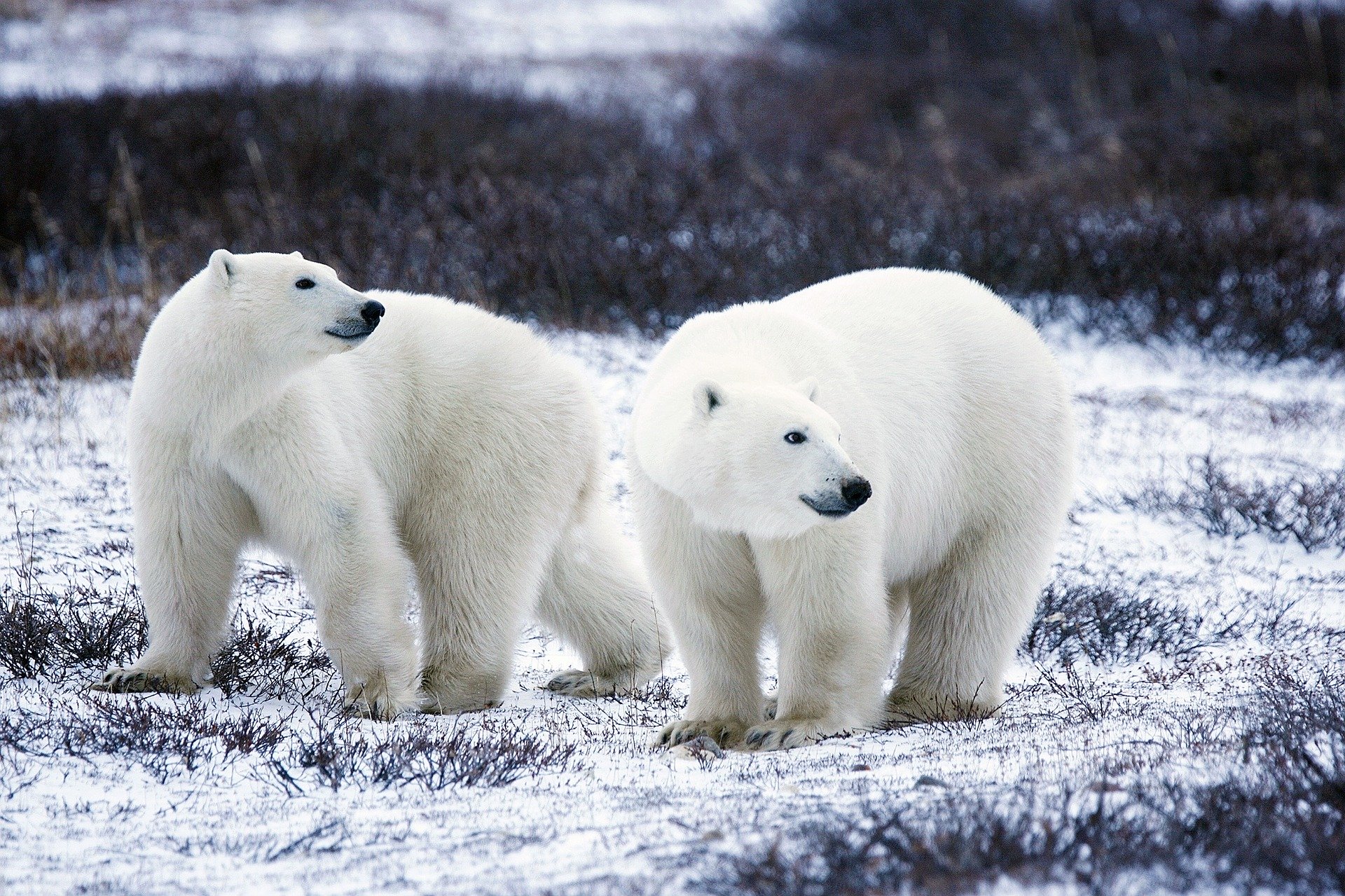  Polar Bears 