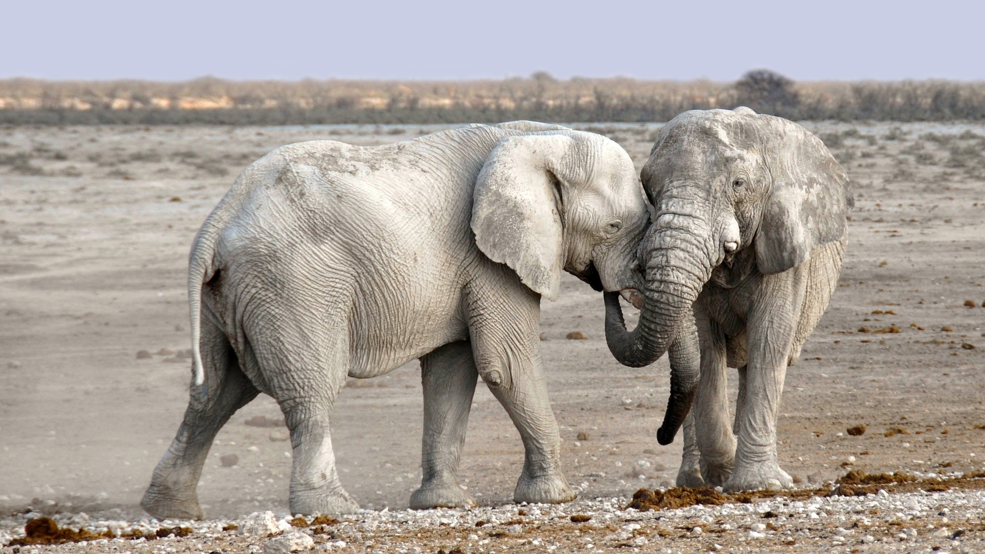 Elephant Africa Namibia