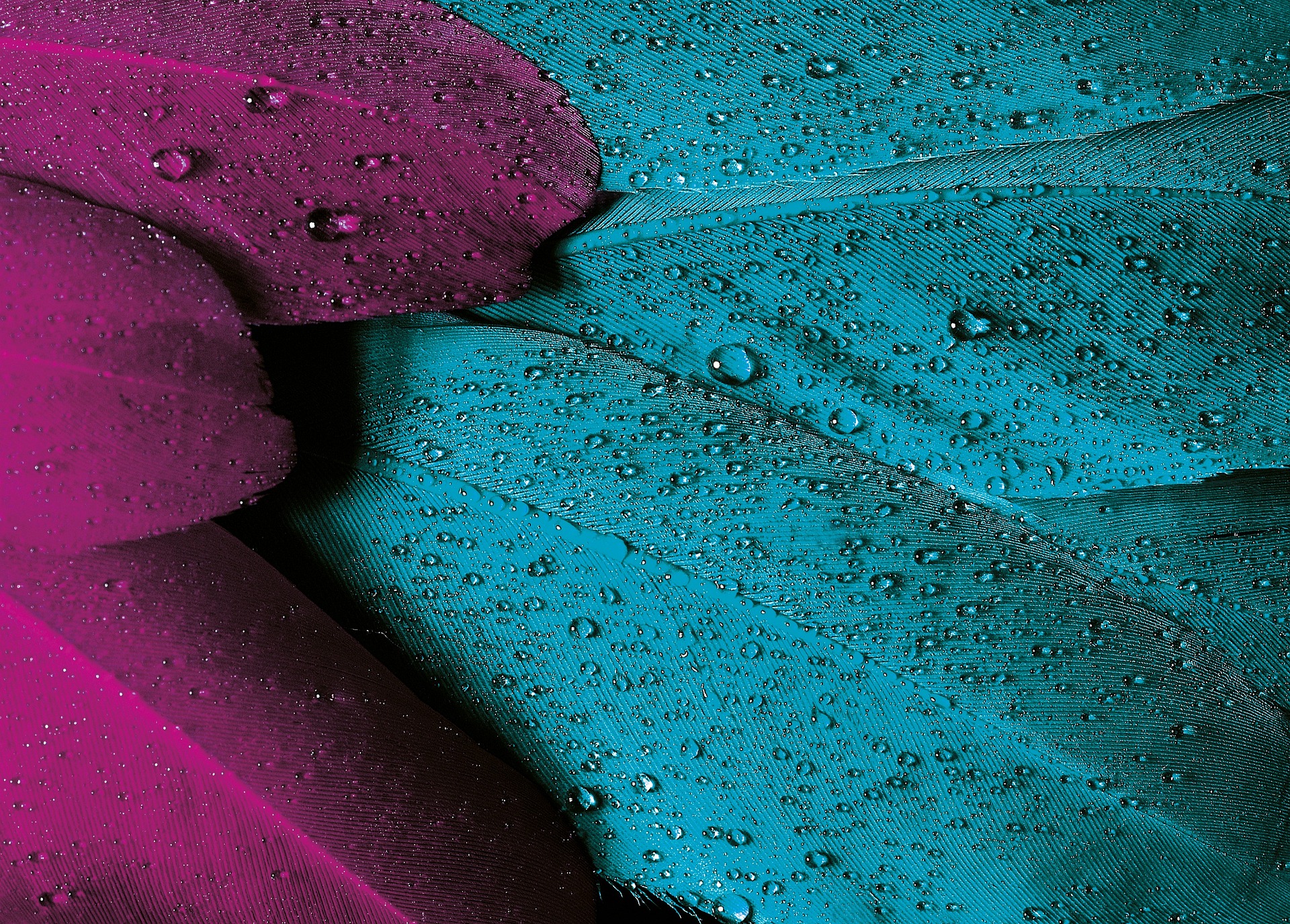 Water Droplets