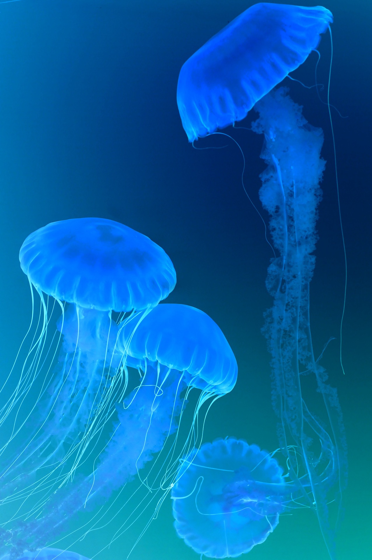 Jelly Fish