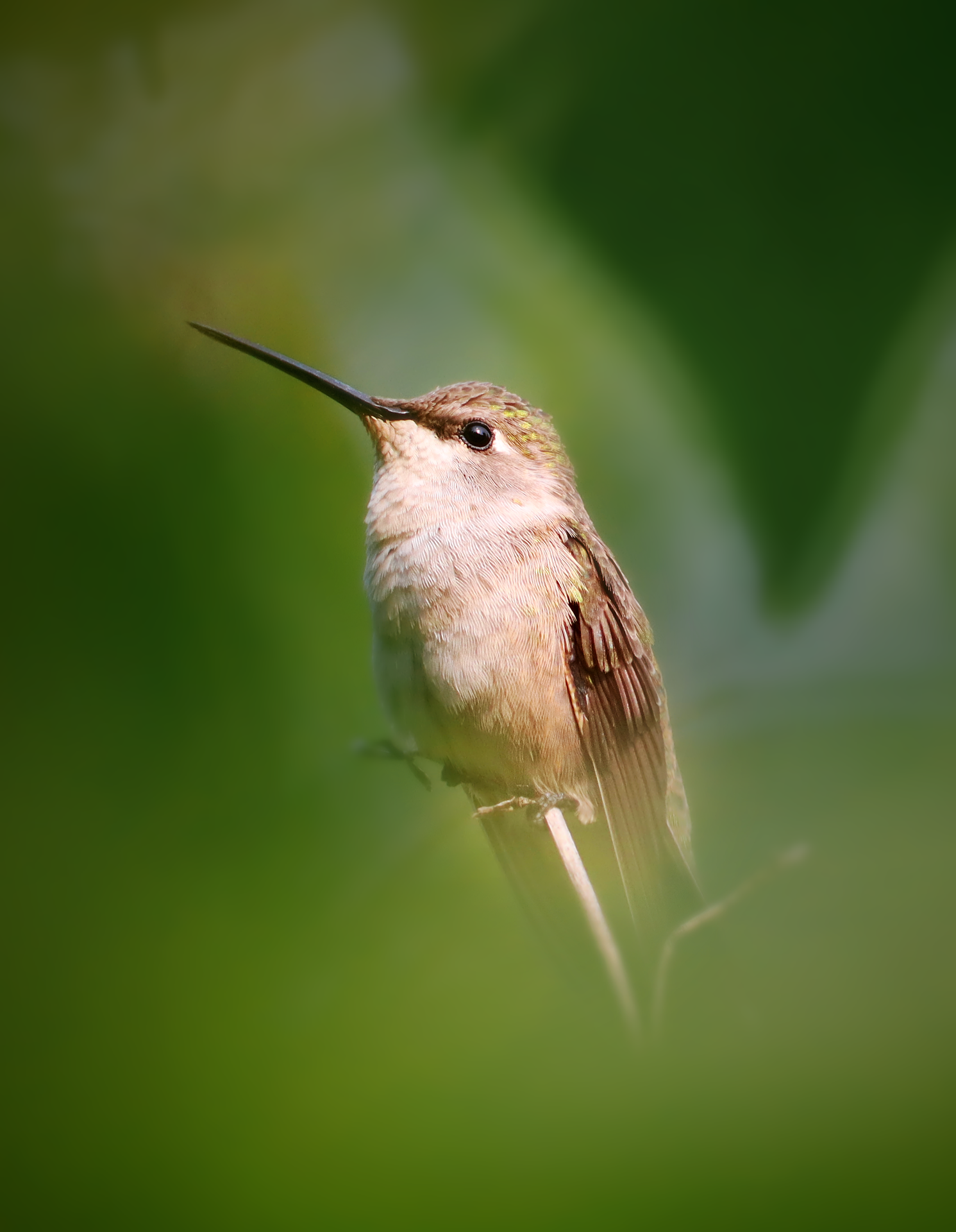 Rufous Hummingbird
