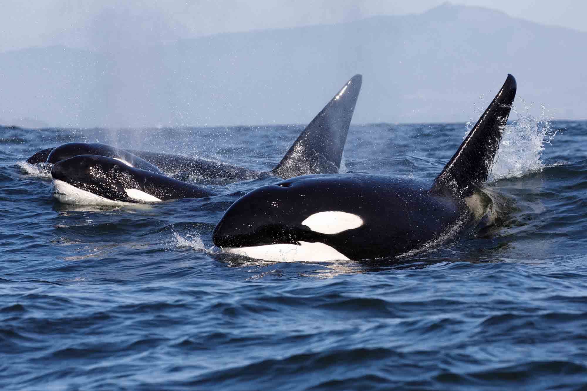 Orca