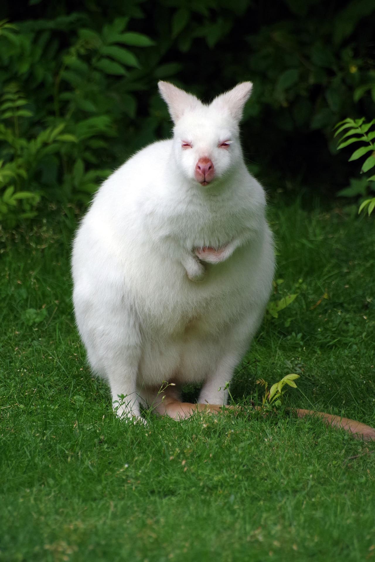 Albino Kangaroo