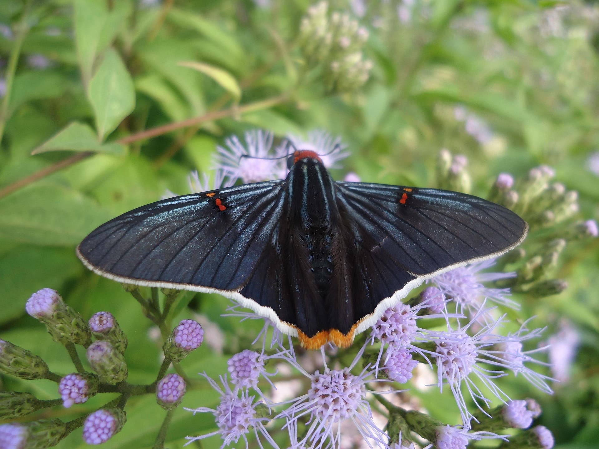 Guava Skipper (butterfly)