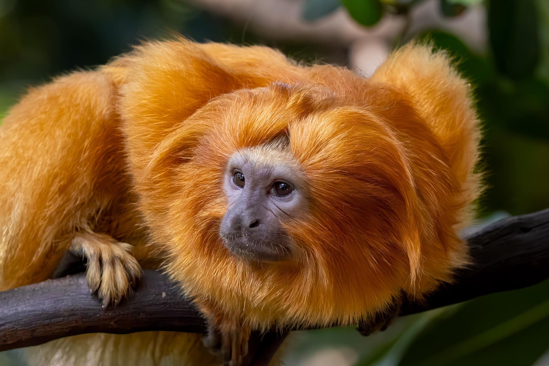 Golden Lion Tamarin