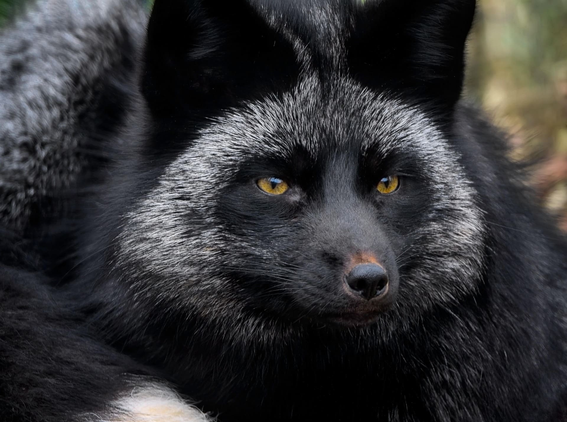 Silver Fox