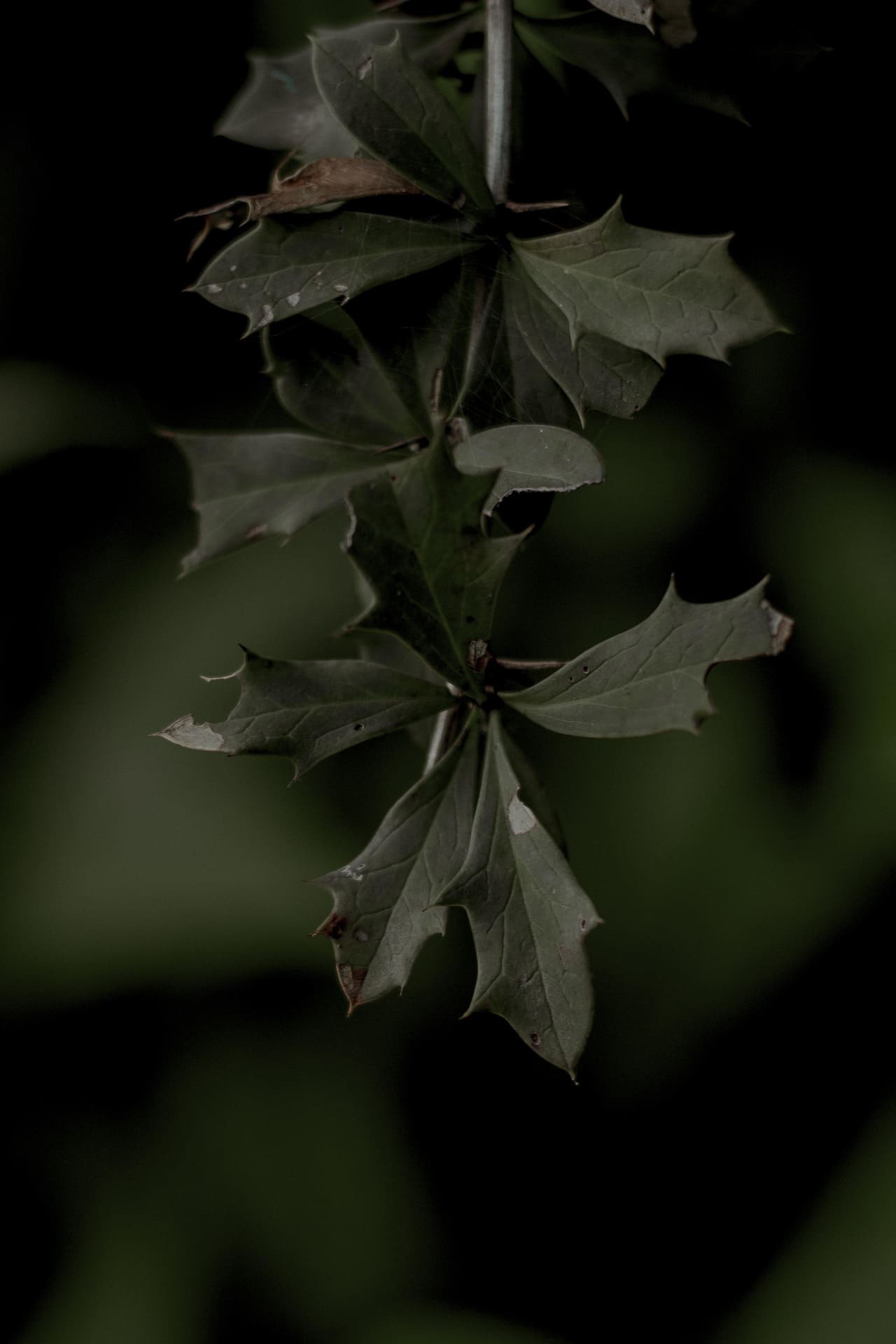 Leaf