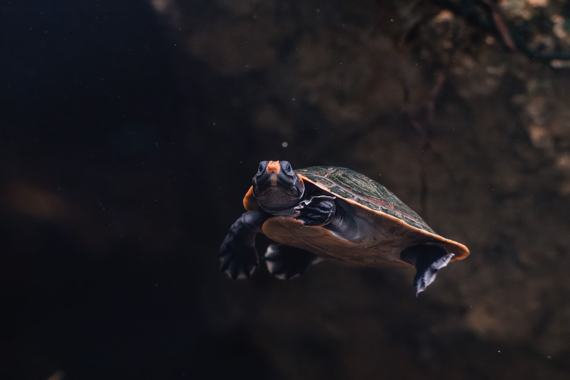 Turtle