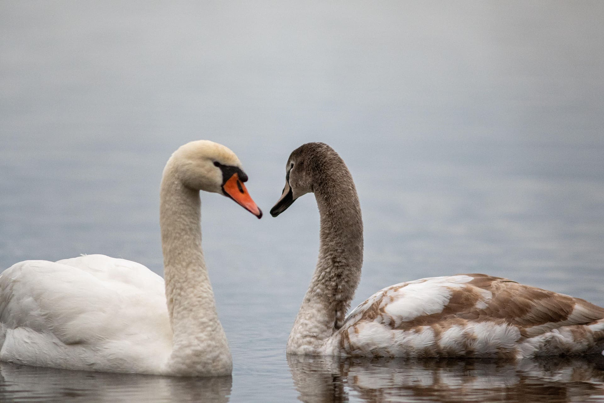 Swan