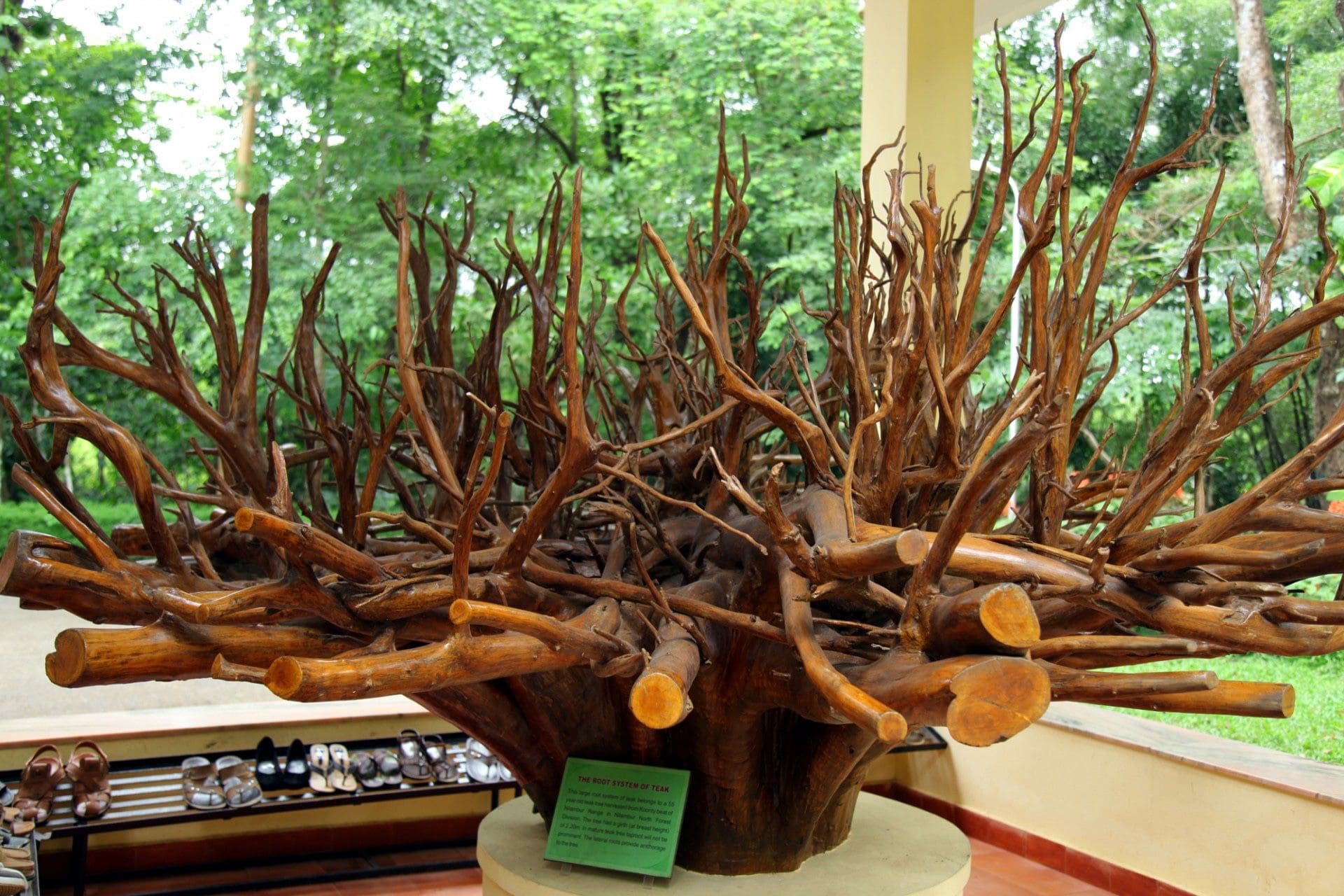 Nilambur Teak Museum