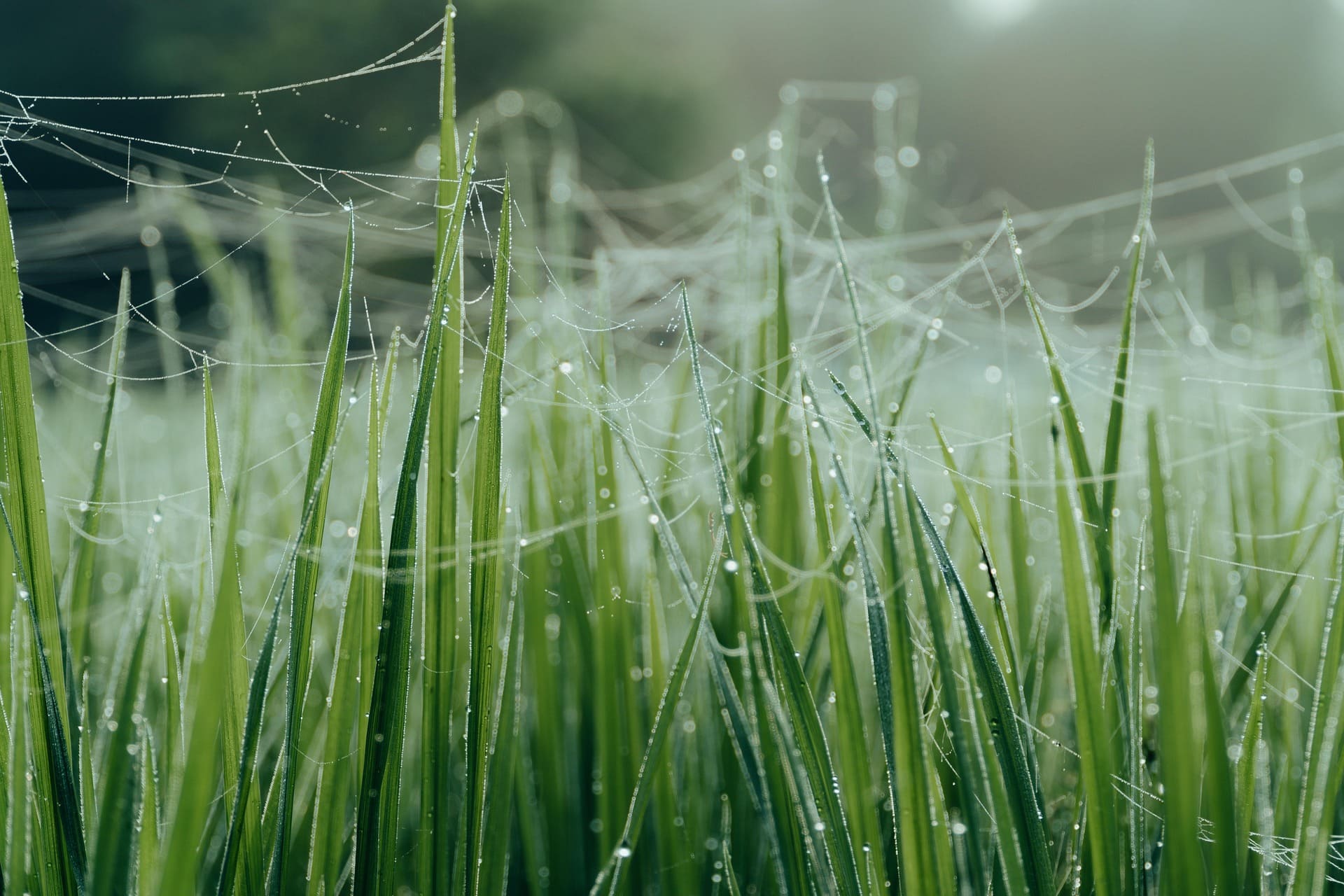Grass